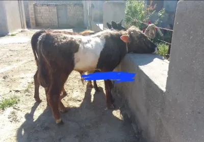 Dana — Heyvanlar, Quşlar, Balıqlar, Bakı