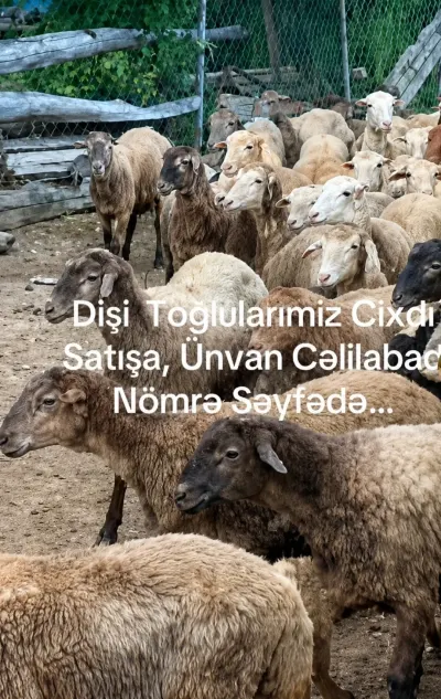 Quzu — Heyvanlar, Quşlar, Balıqlar, Cəlilabad