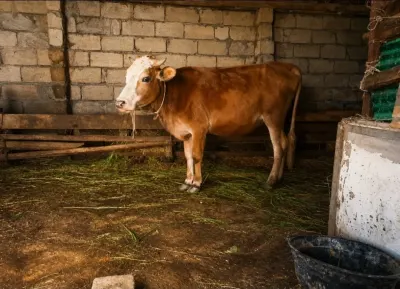 İnək — Heyvanlar, Quşlar, Balıqlar, Xaçmaz