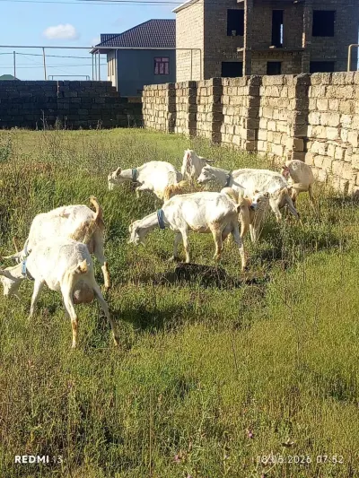 Keçi — Heyvanlar, Quşlar, Balıqlar, Bakı