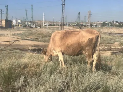İnək — Heyvanlar, Quşlar, Balıqlar, Bakı