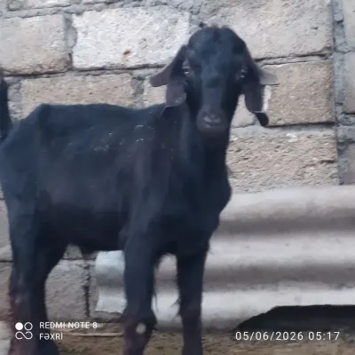 Keçi — Heyvanlar, Quşlar, Balıqlar, Ağdaş