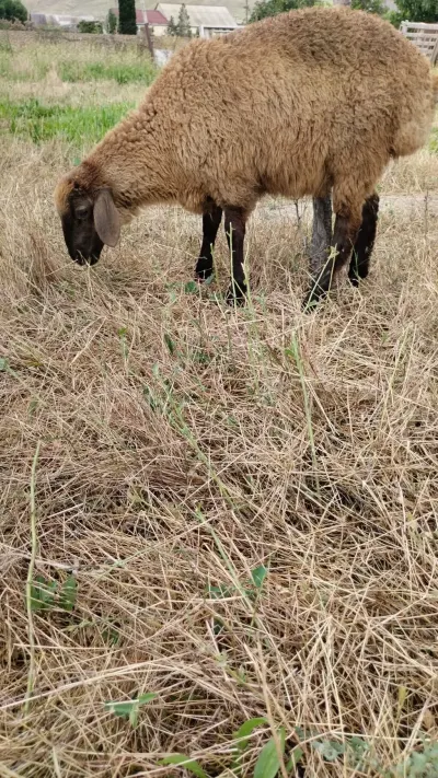 Qoyun — Heyvanlar, Quşlar, Balıqlar, Bakı