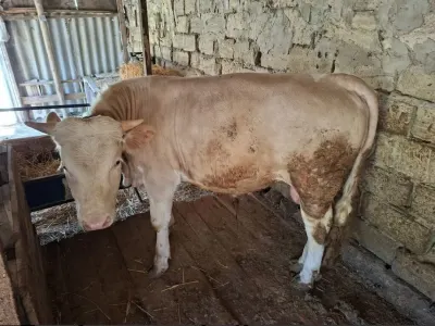 Dana — Heyvanlar, Quşlar, Balıqlar, Bakı