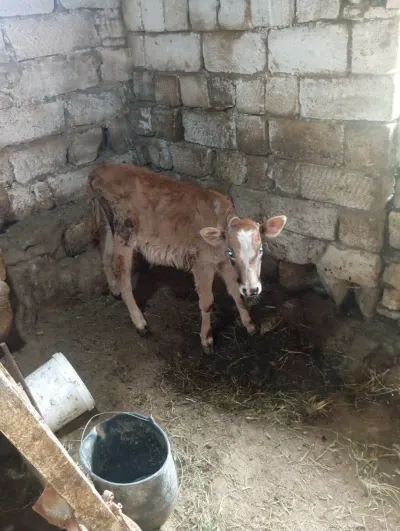 Dana — Heyvanlar, Quşlar, Balıqlar, Bakı — şəkil 3