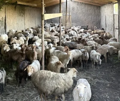 Qoyun — Heyvanlar, Quşlar, Balıqlar, Quba