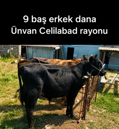 Dana — Heyvanlar, Quşlar, Balıqlar, Cəlilabad