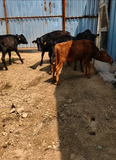 Buzov — Heyvanlar, Quşlar, Balıqlar, Cəlilabad