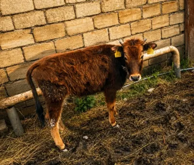Dana — Heyvanlar, Quşlar, Balıqlar, Xaçmaz
