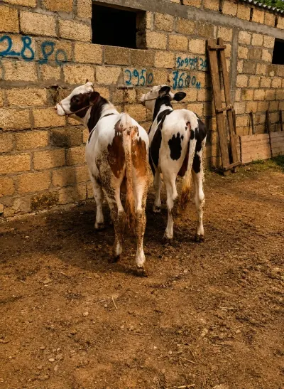 Dana — Heyvanlar, Quşlar, Balıqlar, Cəlilabad