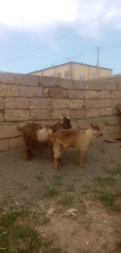 Keçi — Heyvanlar, Quşlar, Balıqlar, Bakı