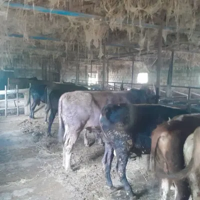 Dana — Heyvanlar, Quşlar, Balıqlar, İmişli