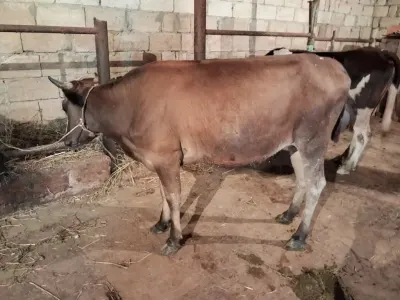 İnək — Heyvanlar, Quşlar, Balıqlar, Bakı