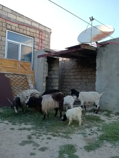 Keçi — Heyvanlar, Quşlar, Balıqlar, Bakı