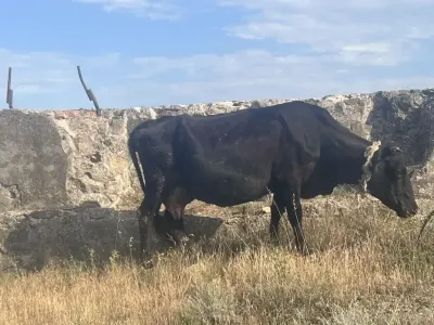 İnək — Heyvanlar, Quşlar, Balıqlar, Bakı