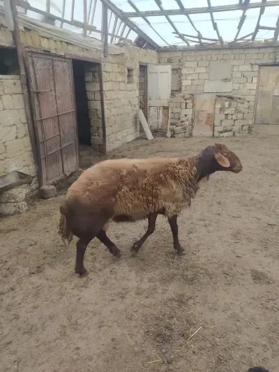 Qoç — Heyvanlar, Quşlar, Balıqlar, Bakı