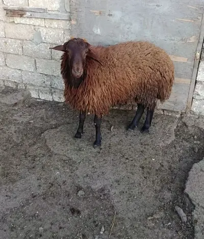 Qoç — Heyvanlar, Quşlar, Balıqlar, Bakı