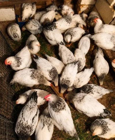Çolpa — Heyvanlar, Quşlar, Balıqlar, Bakı