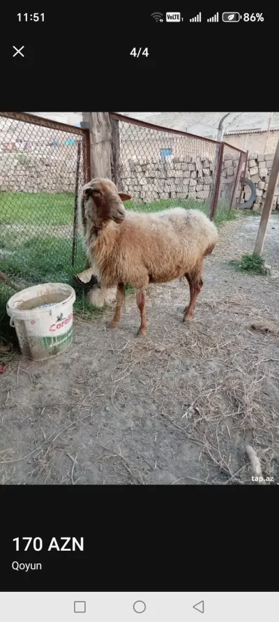 Qoyun — Heyvanlar, Quşlar, Balıqlar, Bakı