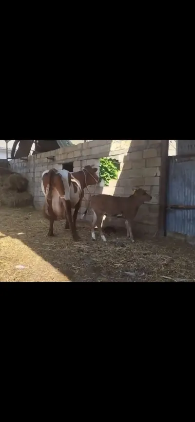 İnək — Heyvanlar, Quşlar, Balıqlar, Qəbələ