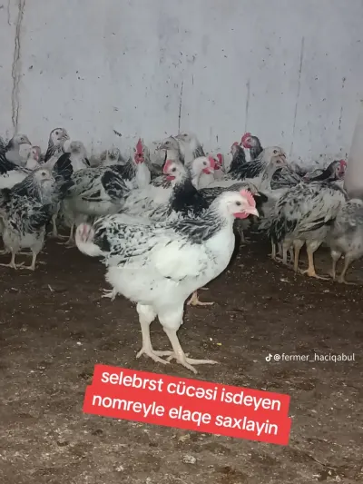 Toyuq — Heyvanlar, Quşlar, Balıqlar, Hacıqabul — şəkil 2