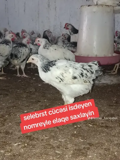 Toyuq — Heyvanlar, Quşlar, Balıqlar, Hacıqabul