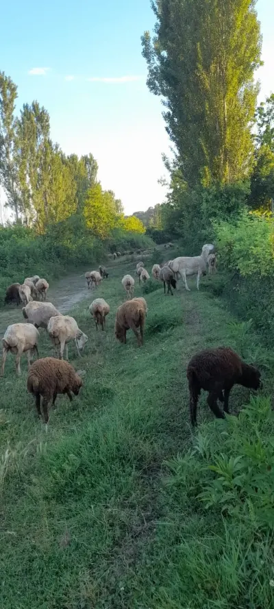 Qoyun — Heyvanlar, Quşlar, Balıqlar, Qax