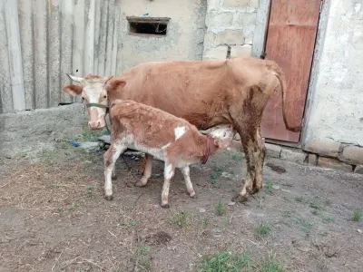 İnək — Heyvanlar, Quşlar, Balıqlar, Xaçmaz