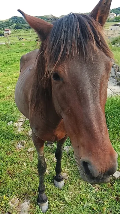 At — Heyvanlar, Quşlar, Balıqlar, Xızı