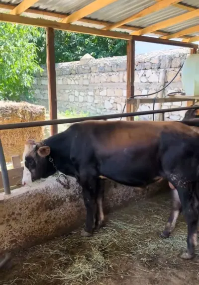 Dana — Heyvanlar, Quşlar, Balıqlar, Şərur — şəkil 2