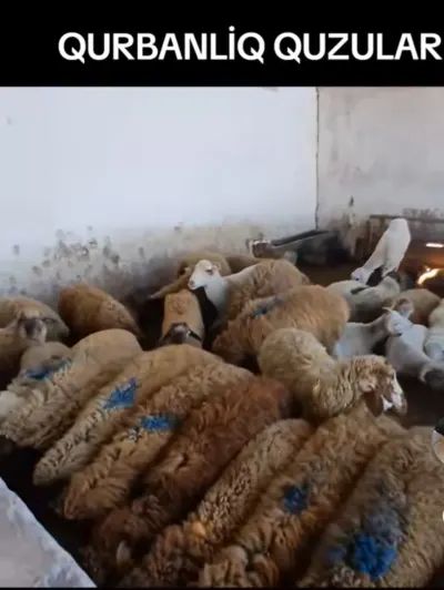 Quzu — Heyvanlar, Quşlar, Balıqlar, Bakı