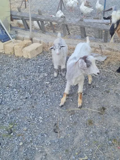 KEÇİ — Heyvanlar, Quşlar, Balıqlar, Sumqayıt