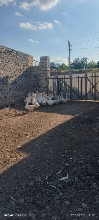 Qaz — Heyvanlar, Quşlar, Balıqlar, Gəncə