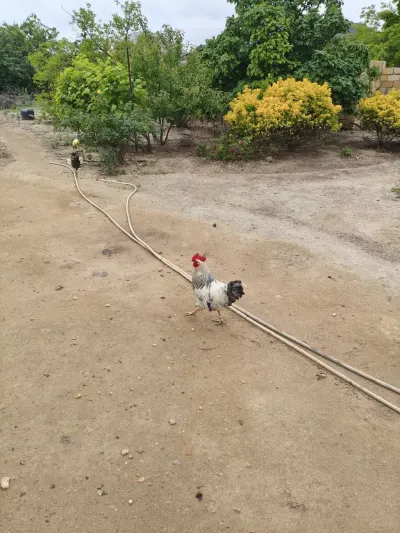 Xoruz — Heyvanlar, Quşlar, Balıqlar, Bakı