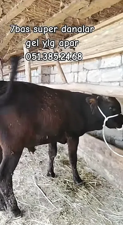 Dana — Heyvanlar, Quşlar, Balıqlar, İmişli