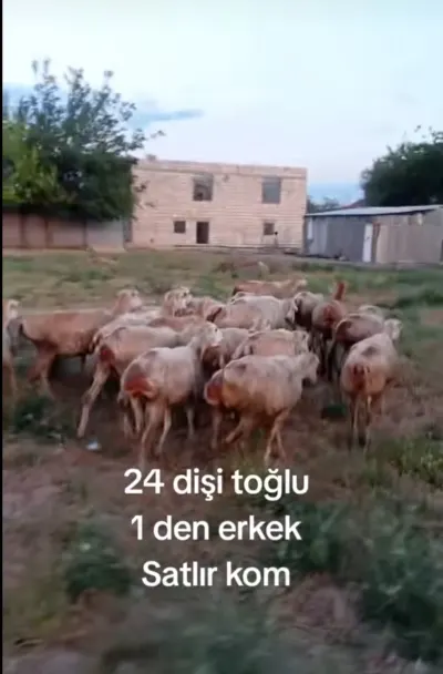 Qoyun — Heyvanlar, Quşlar, Balıqlar, Beyləqan