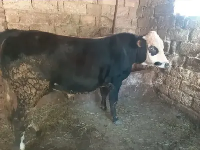Dana — Heyvanlar, Quşlar, Balıqlar, Bakı