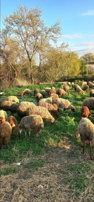 Qoyun — Heyvanlar, Quşlar, Balıqlar, Xaçmaz — şəkil 2