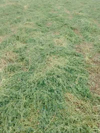 Yonca — Dənlilər, Otlar Yemlər,  Bitkilər, Kürdəmir