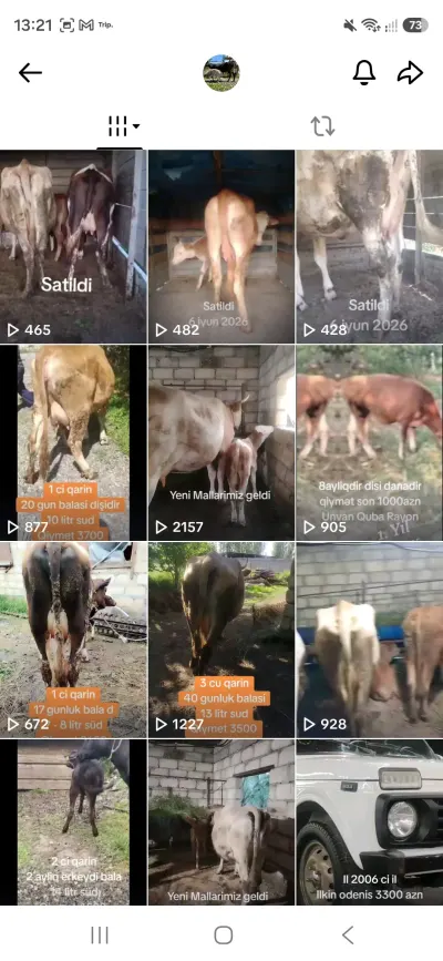 Quba Heyvan Satışı elanı