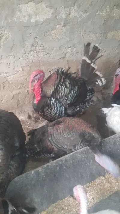 HiNDUŞKA — Heyvanlar, Quşlar, Balıqlar, Bakı