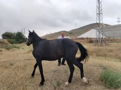 At — Heyvanlar, Quşlar, Balıqlar, Horadiz — şəkil 2
