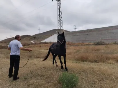At — Heyvanlar, Quşlar, Balıqlar, Horadiz