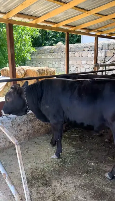 Dana — Heyvanlar, Quşlar, Balıqlar, Naxçıvan — şəkil 2