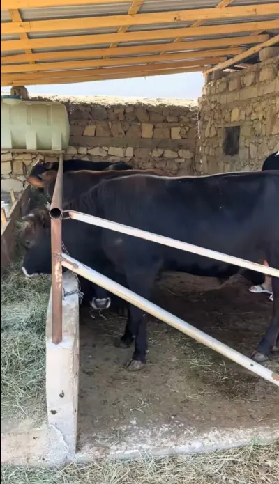 Dana — Heyvanlar, Quşlar, Balıqlar, Naxçıvan
