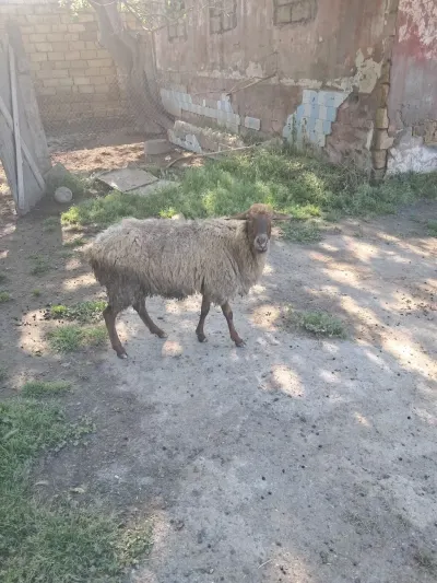 Qoyun — Heyvanlar, Quşlar, Balıqlar, Bakı