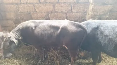 Dana — Heyvanlar, Quşlar, Balıqlar, Bakı — şəkil 2