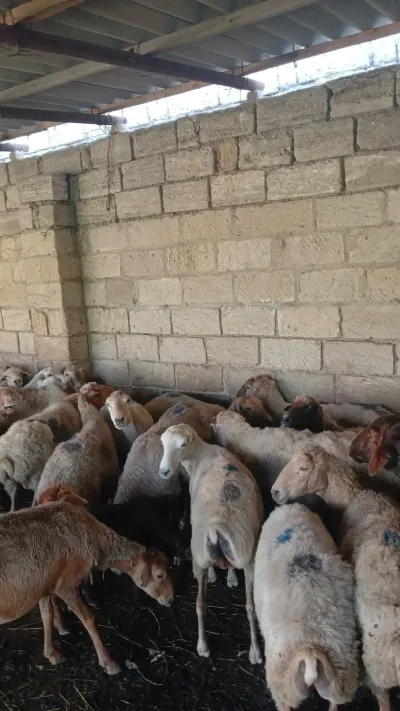 Qoyun — Heyvanlar, Quşlar, Balıqlar, Bakı — şəkil 3