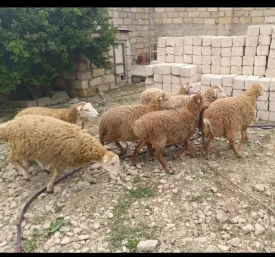 Quzu — Heyvanlar, Quşlar, Balıqlar, Bakı