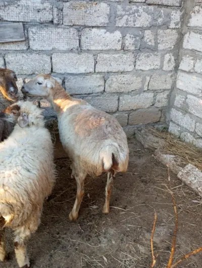 Qoyun — Heyvanlar, Quşlar, Balıqlar, Bakı